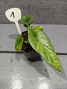 Alocasia Heterophylla Metallic Blue Aurea