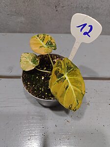 Alocasia Black Velvet Gold Variegata