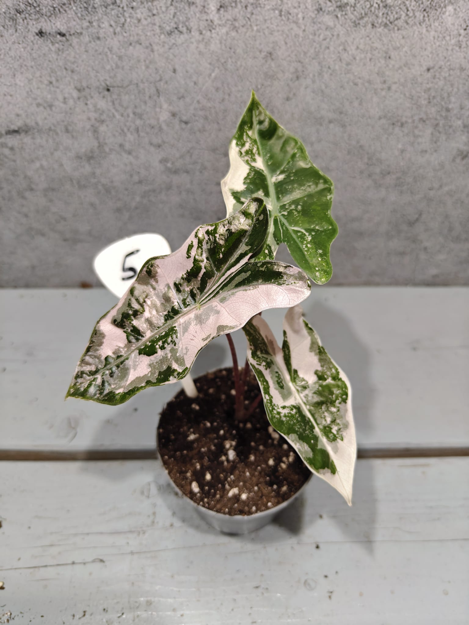 Alocasia Pseudo Sanderiana Pink Variegata