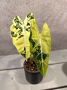 Alocasia Frydek Variegata
