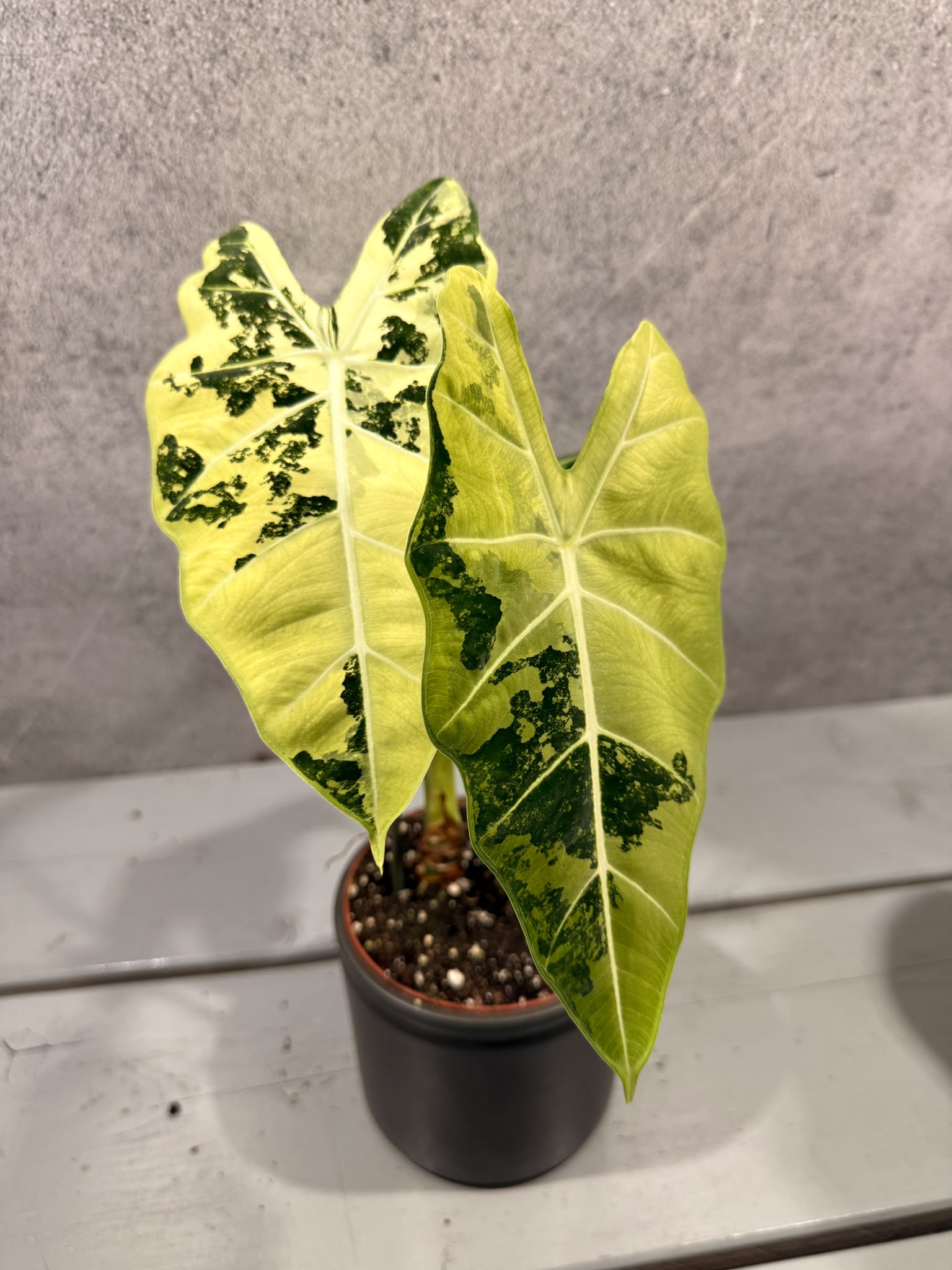 Alocasia Frydek Variegata Alocasia Frydek Variegata