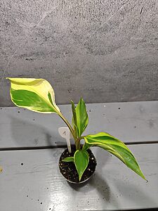 Musa Nono Pink