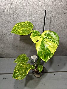 Monstera Electrolight