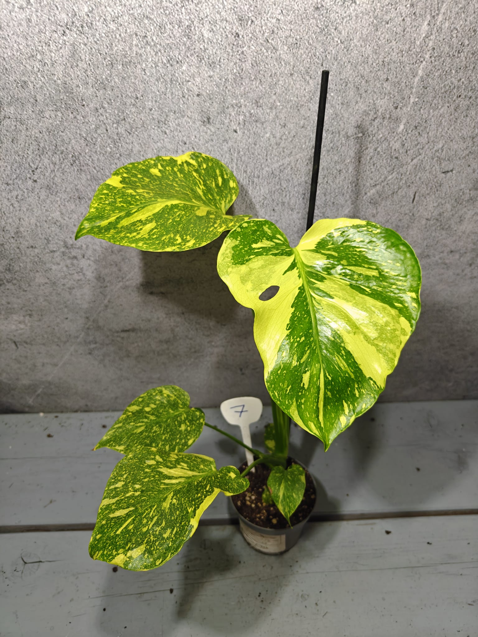 Monstera Electrolight Monstera Electrolight
