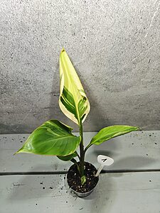 Musa Nono Pink