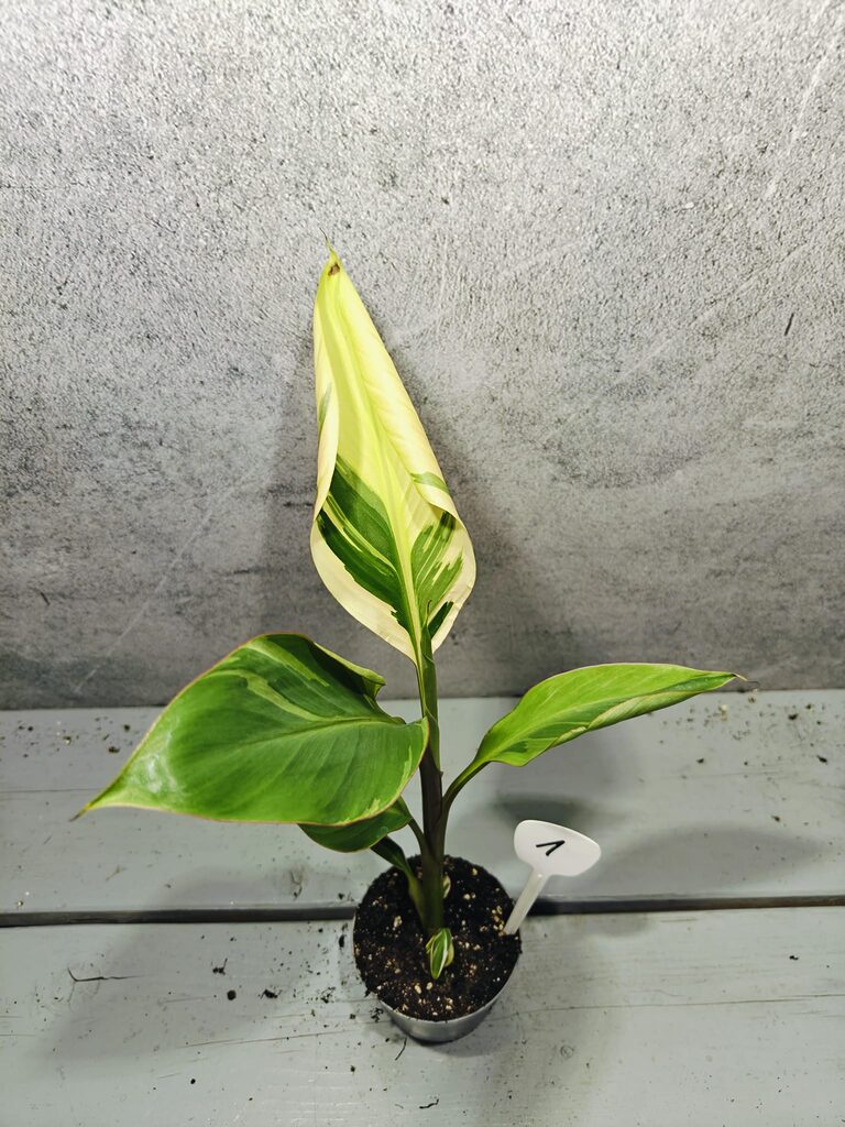 Musa Nono Pink