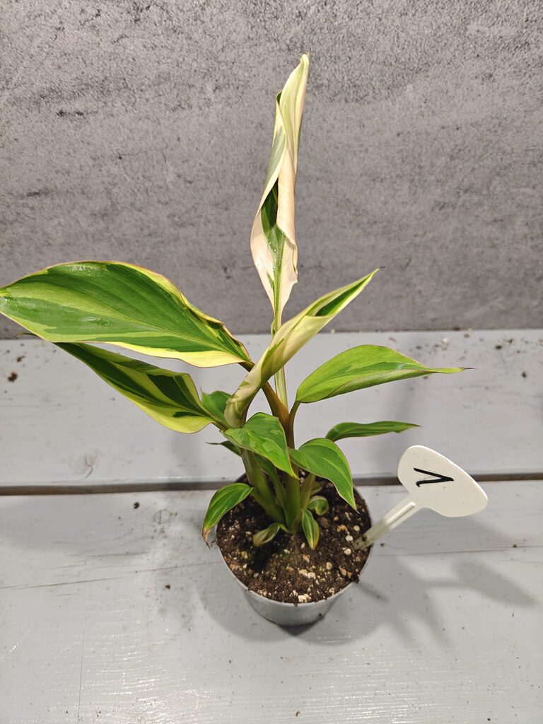 Musa Nono Pink