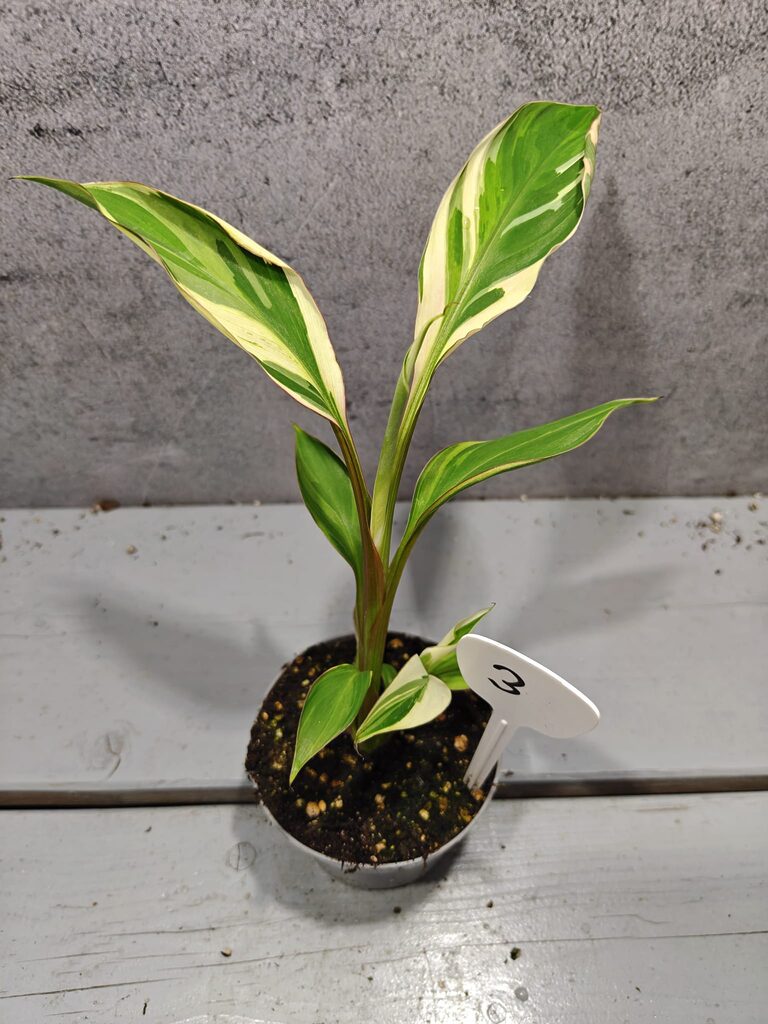 Musa Nono Pink