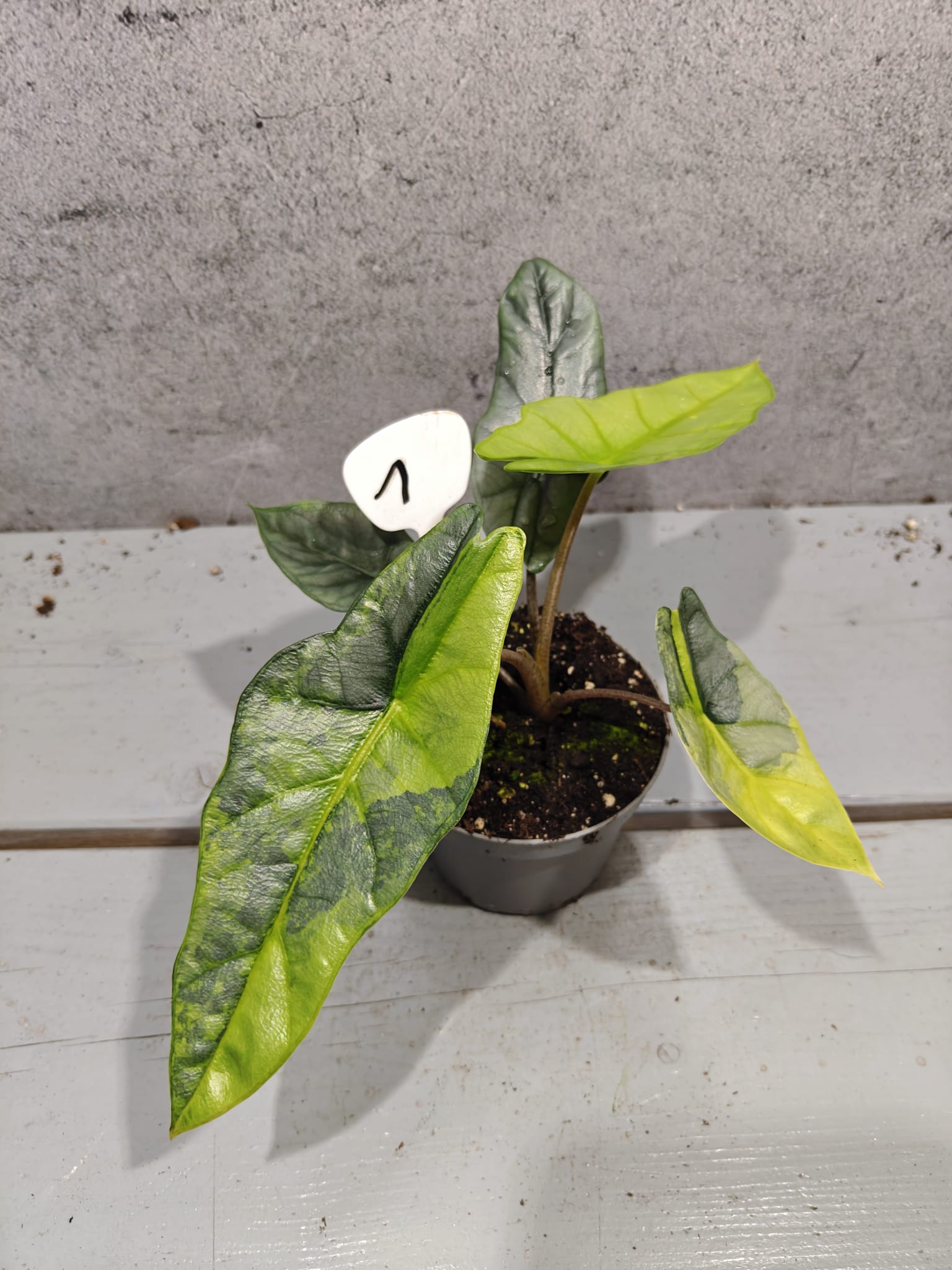 Alocasia Heterophylla Metallic Blue Aurea Alocasia Heterophylla Metallic Blue Aurea