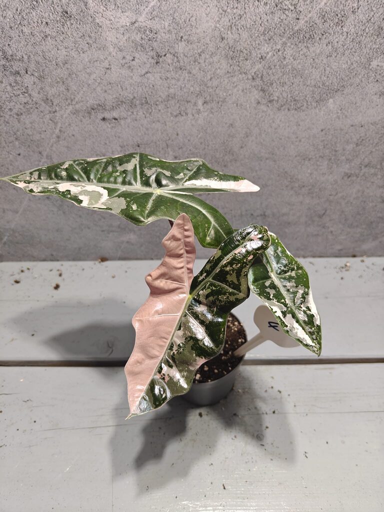 Alocasia Pseudo Sanderiana Pink Variegata