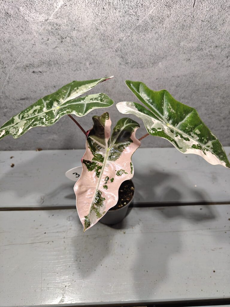 Alocasia Pseudo Sanderiana Pink Variegata
