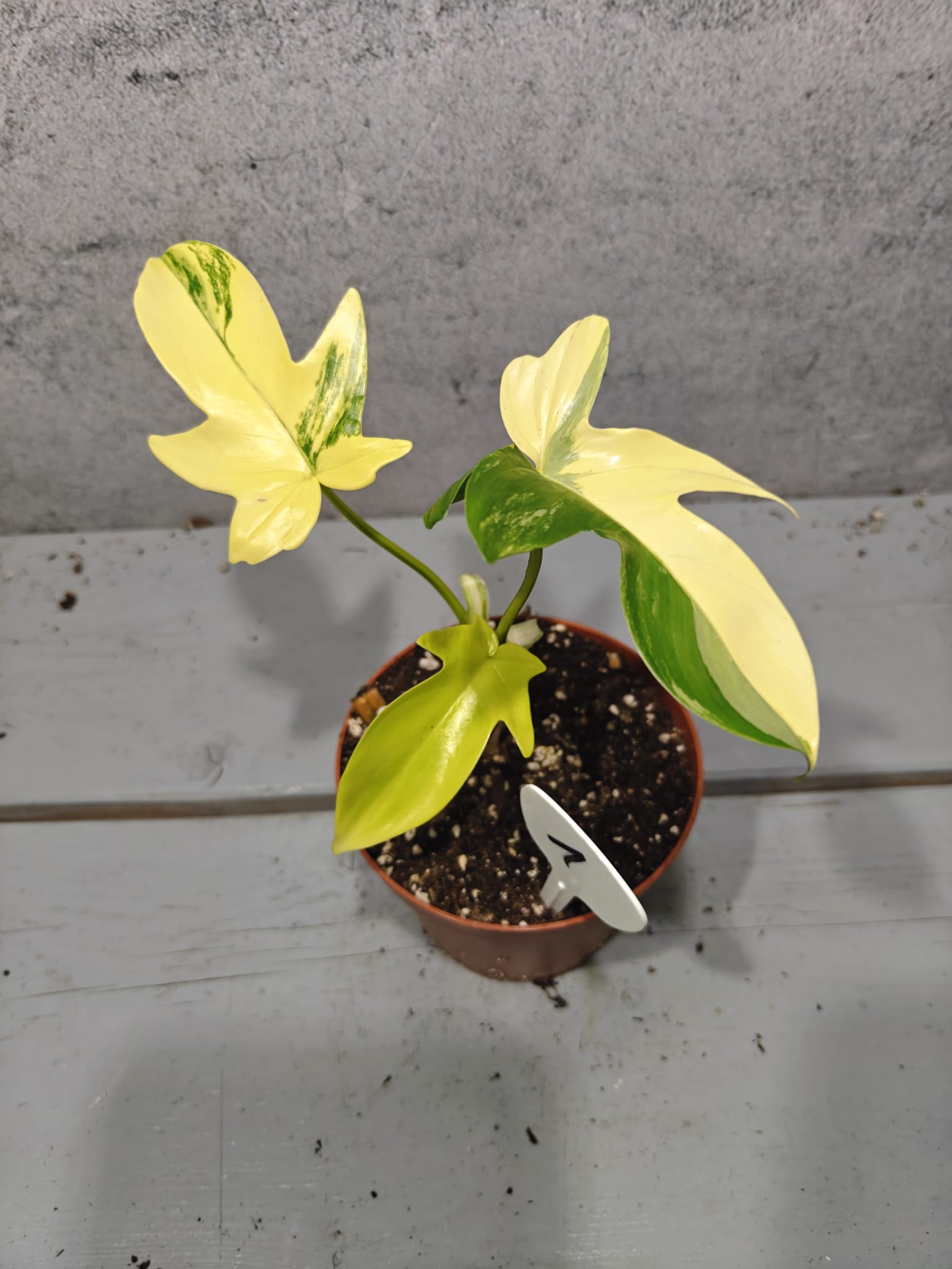 Philodendron Pedatum Variegata Philodendron Pedatum Variegata