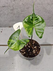 Alocasia Stingray Aurea Variegata