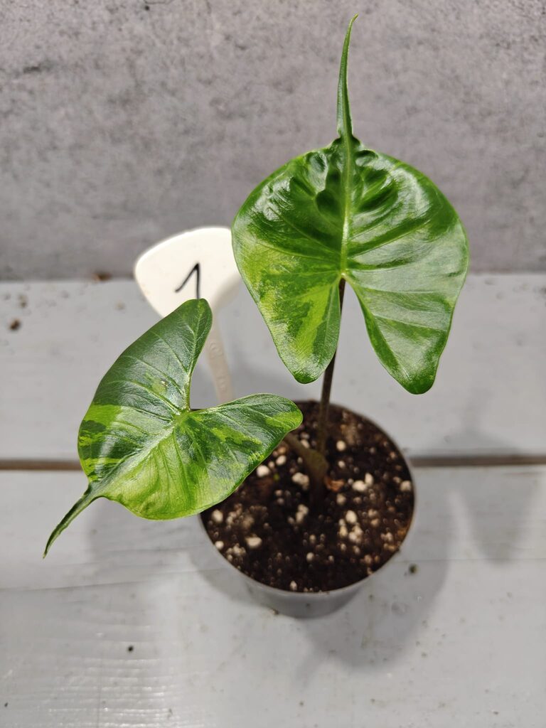 Alocasia Stingray Aurea Variegata