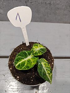 Alocasia Ninja Aurea
