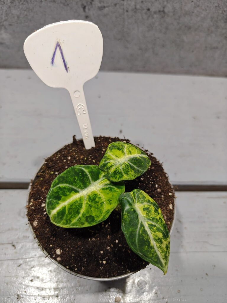 Alocasia Ninja Aurea
