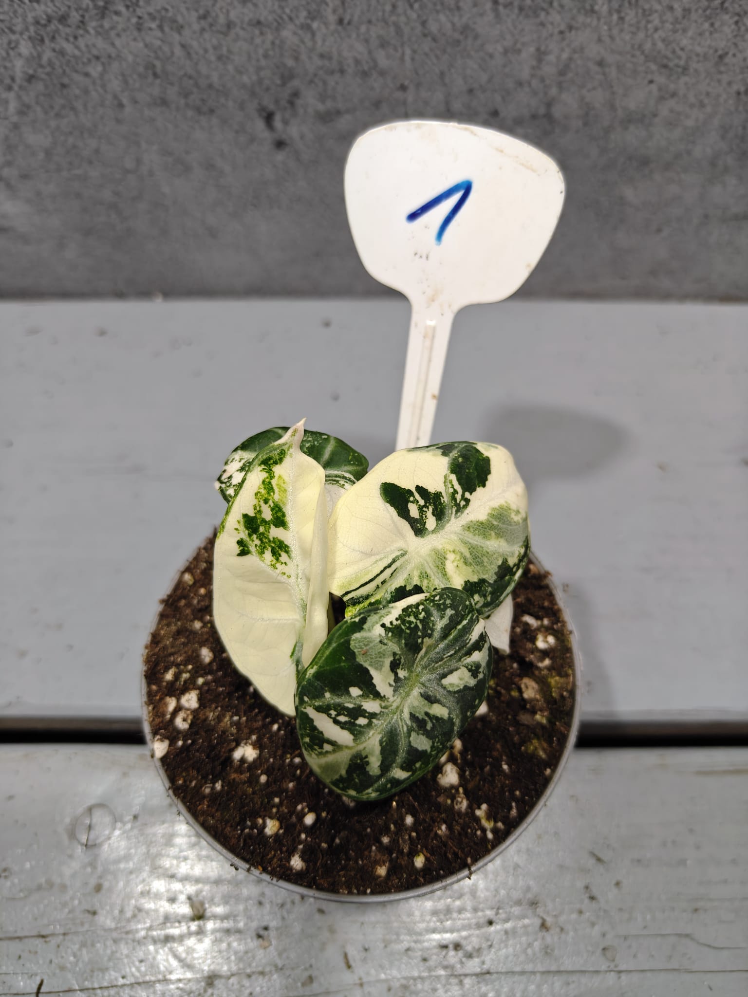 Alocasia Ninja Albo Variegata Alocasia Ninja Albo Variegata