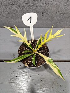 Philodendron Tortum Variegata