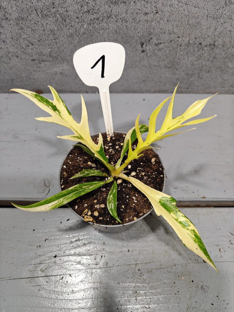 Philodendron Tortum Variegata
