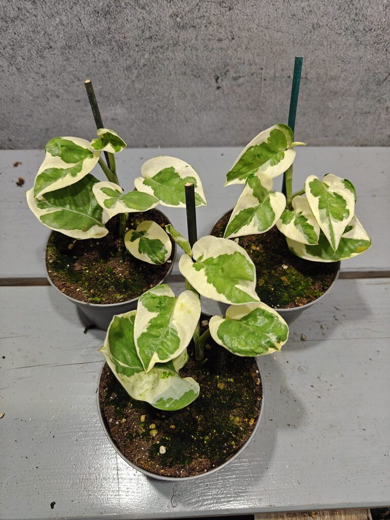 Philodendron Forest of White