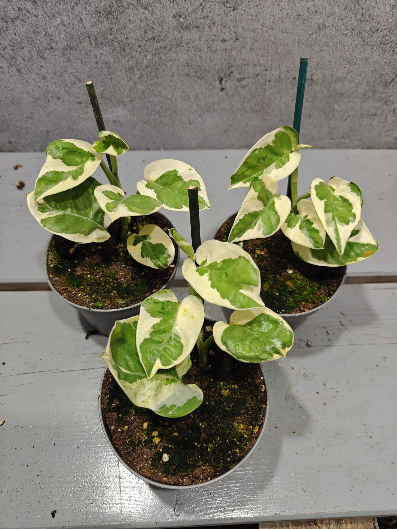 Philodendron Forest of White Philodendron Forest of White
