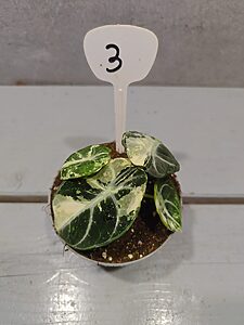 Alocasia Ninja Albo Variegata