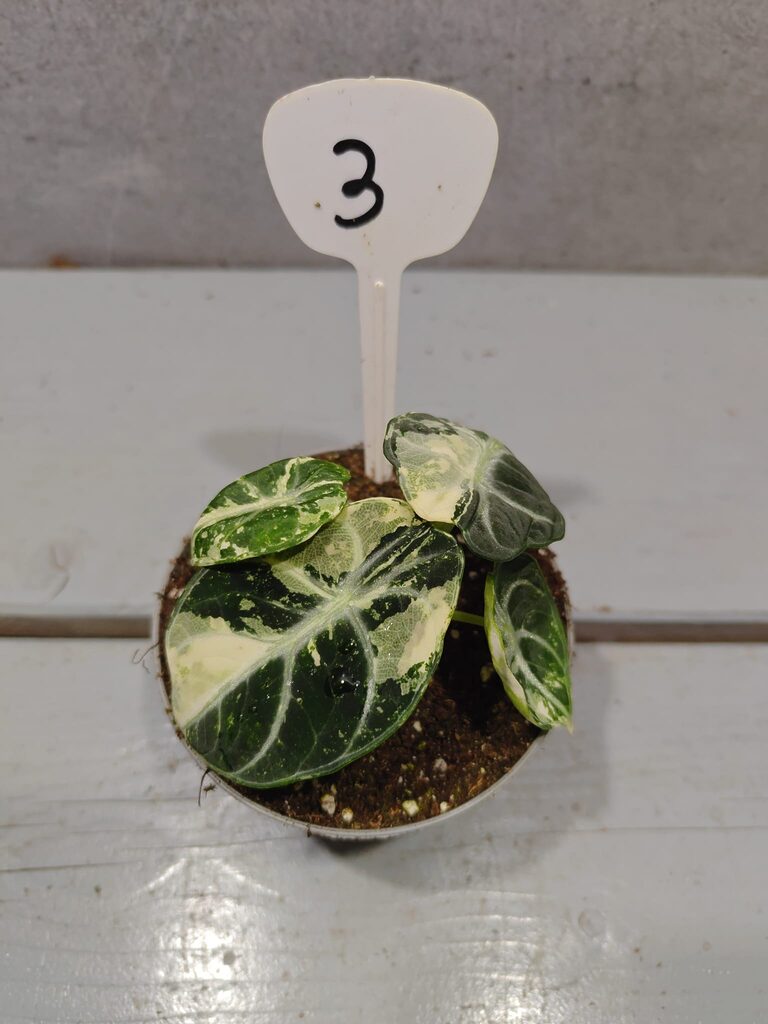 Alocasia Ninja Albo Variegata