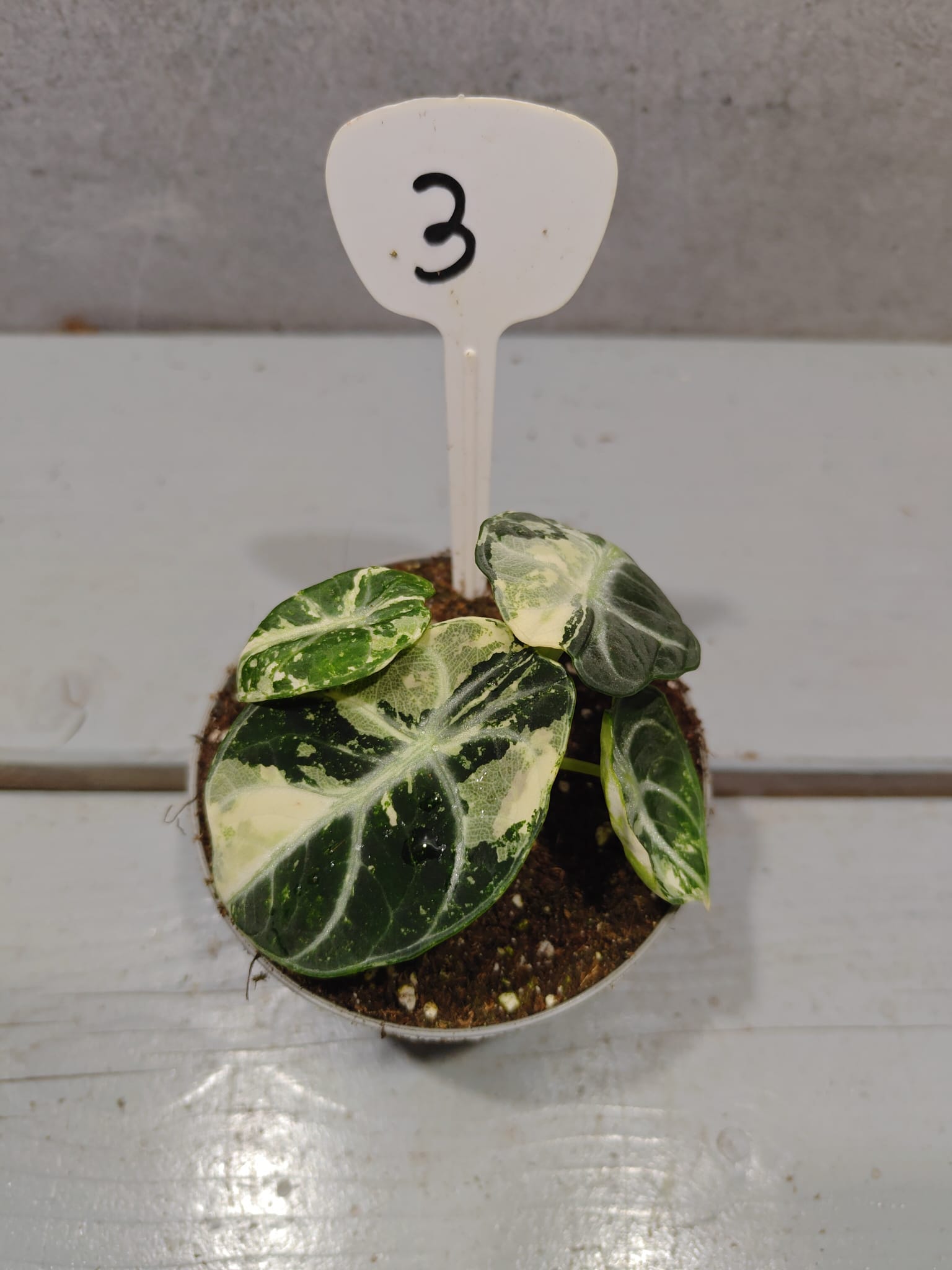 Alocasia Ninja Albo Variegata Alocasia Ninja Albo Variegata